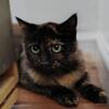 Fluffy Tortoiseshell Cat for Adoption 