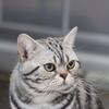 American shorthair kittens