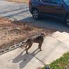 1 year old American bully rehoming 