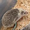 Hedgehogs