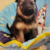 Pet homes german Shepard puppies 