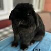 🏆 Black Holland Lop Buck 