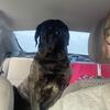 AKC Male English Mastiff - Stud ONLY