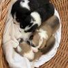 AKC Pembroke Welsh Corgi Puppies Available!!