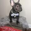 (SOLD) Peanut - Brindle, French Bulldog (Male) NY/NJ/CT/PA/MD