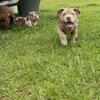 American Bully Puppies 