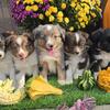 Toy Australian shepherd puppies 