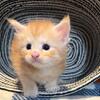 Maine Coon red silver tabby female