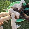 Adorable Lab puppies!