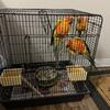 Sun conure parrots