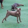 Fawn and tan female miniature pinscher 