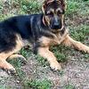 Puppies German sheperd for sale