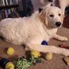 4yr Old Female Pyrenees