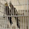 Cockatiel Bonded Pair Bird