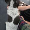 AKC German Shorthair Pointers 