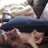 Persian Kitten