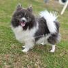 Paris - Blue and White (Parti) Female Pomeranian - Young Adult - AKC or No Reg Options
