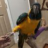 Blue throat macaw 