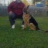 Big bone AKC German Shepherd puppies 