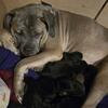 Cane Corso pups 845 420 7079