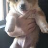 Pembroke Welsh corgi puppies