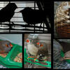 ZEBRA FINCH PAIR 