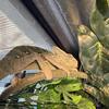 Veiled Chameleon with enclosure