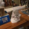 Exotic Shorthairs