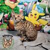 3 F4 Savannah Kitten Females