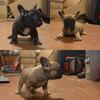 French bulldog 