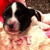 PAPILLON  HAPPY FEMALE AVAIL SOON FOR FREE SHOWING NOW!
