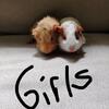 Guinea pigs