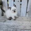 Ragdoll/Persian/Mainecoon kitten