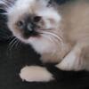 Gorgeous Female Seal Point Ragdoll Kitten