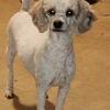 AKC female poodle