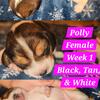 Microchipped AKC registered champion/show bloodline beagles ready for new homes 1/1/25!