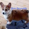 AKC PEMBROKE WELSH CORGI PUPPIES!
