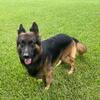 AKC Male German Shepherd Stud Service