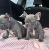 Blue French bulldogs available