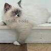 Mozzie x Link’s - Health Tested Parents ~ TICA Reg Ragdoll Kittens ~ international champion lines