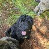 Aussiedoodle puppies ready 6/27 Lebanon Maine