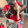 ✨ Rare Lilac Fawn French Bulldog Puppy – 3 Months – Rehoming ✨