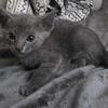 Peterbald X Devon Rex Kittens 