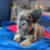 Fluffy French Bulldog