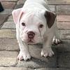 American Bully