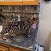Bengal kittens