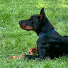 European Doberman 