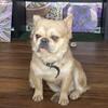 Fluffy French Bulldog (stud only) Hampton Va 
