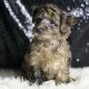 Adorable yorkiepoo puppies ready for their forever homes! 