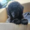 CKC Toy Poodle Puppy